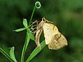 Gandaritis pyraliata (Barred Straw), Elst (Gld), the Netherlands - 2.jpg