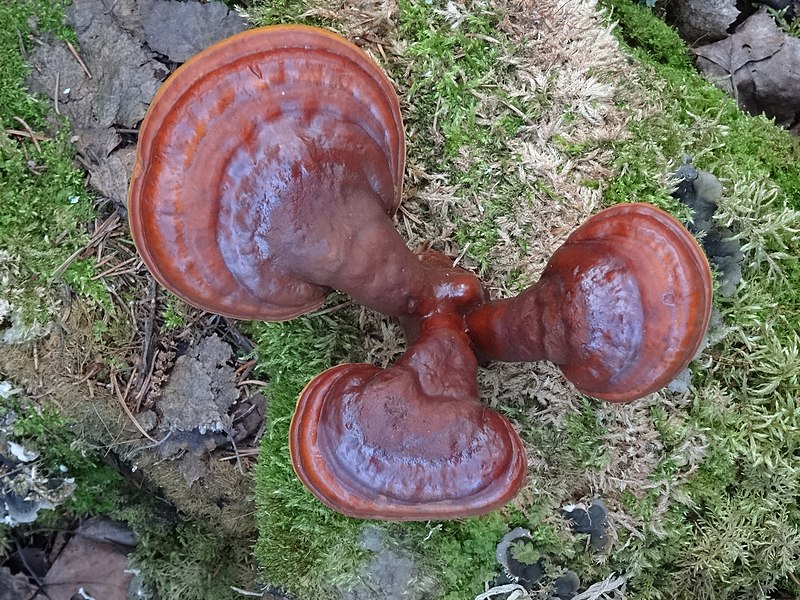 File:Ganoderma lucidum 33544800.jpg