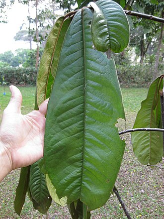 A leaf of Goniothalamus chinensis Gardenology.org-IMG 7131 qsbg11mar.jpg