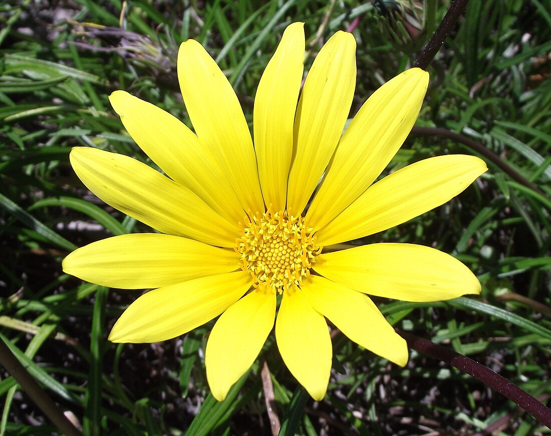 Gazania krebsiana