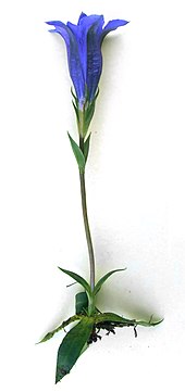 Gentiana-clusii