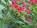 Lándzsás tenyérvirág (Pentas lanceolata)