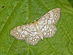 Description de l'image Geometridae - Idaea moniliata.JPG.