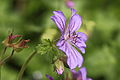 * Nomination Geranium malviflorum. Blooms in early spring. Then dies off above ground. Famberhorst 15:35, 16 July 2014 (UTC) * Decline  Oppose Poor DOF IMO: f/5.6 is not a good choice --Lmbuga 16:35, 16 July 2014 (UTC)