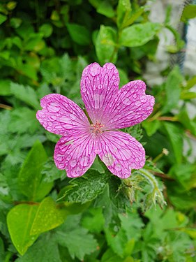 Five-petalled flower in St Ives, Cornwall