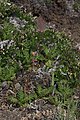 Geum triflorum