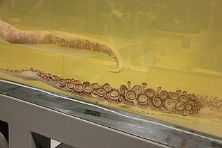 Tentacular clubs of a colossal squid displayed on a submerged plexiglass shelf above those of "Archie" the giant squid, at London's Natural History Museum (NHM)[34]