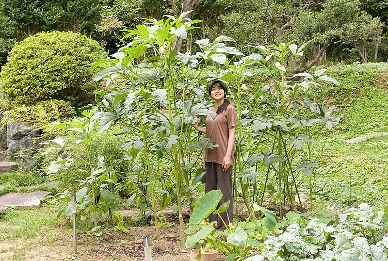 File:Giant okra plant.jpg