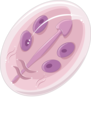 Category Giardia Lamblia Wikimedia Commons