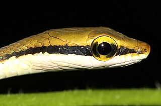 <i>Dendrelaphis girii</i> Species of reptile