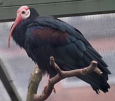 Smooth-necked ibis.jpg