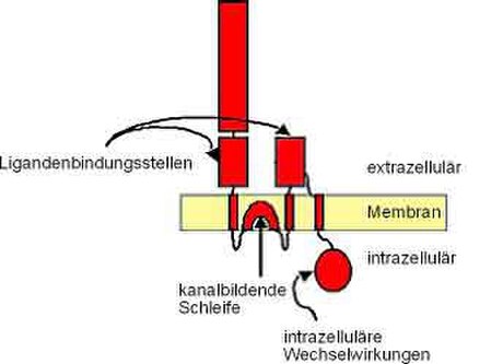 AMPA-Rezeptor