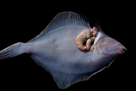 魚の病気と寄生虫