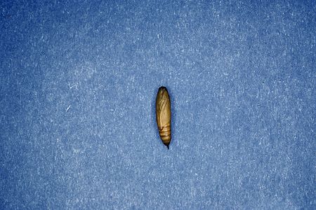 Tập_tin:Glyphodes_sibillalis_pupa.jpg