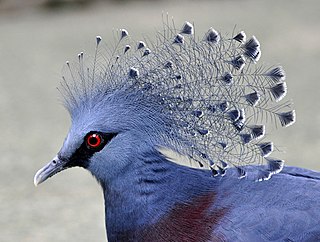 <span class="mw-page-title-main">Crowned pigeon</span> Genus of birds