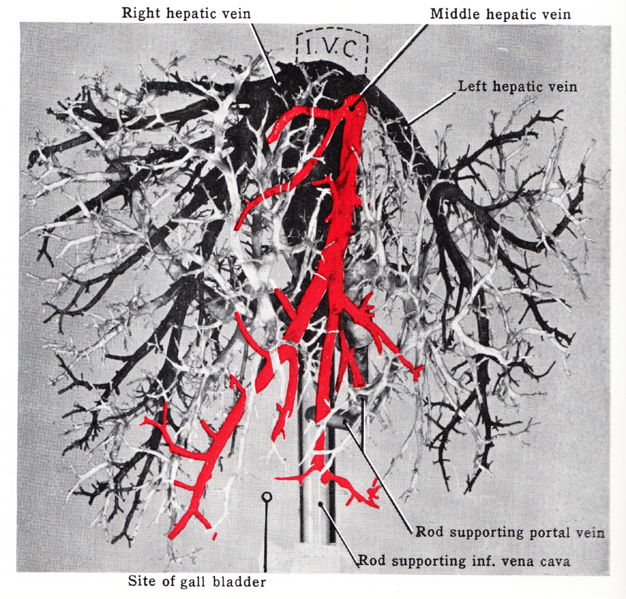 File:Grant 1962 137.1.png