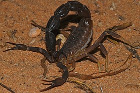 Granulated Thick-tailed Scorpion (Parabuthus granulatus) " Brown Phase " (7003255311).jpg