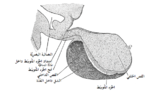 صورة مصغرة لـ نخامية أمامية