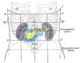 Pancréas: Historique, Embryologie, Anatomie