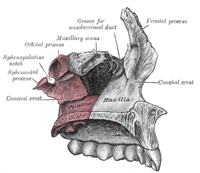 Spojení patrové kosti (červená, Palatine) a horní čelisti (Maxilla). Gray's Anatomy, 1918