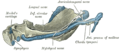 Obrázek 5: Mandibula lidského embrya 95 mm.  dlouho.  Vnitřní aspekt.  Jádra chrupavky tečkovaná.