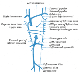 Диаграмма, показывающая завершение париетальных (пристеночных) вен