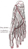 Hallux: Morfología y antropometría, Esqueleto, articulaciones y ligamentos, Musculatura