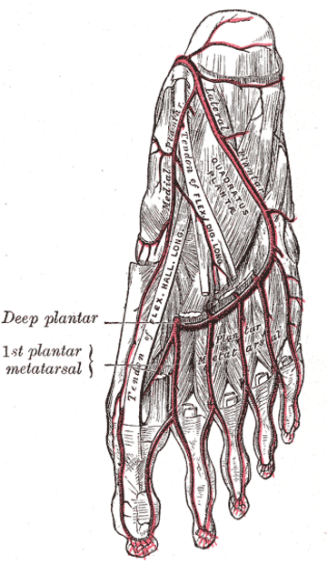 Plantar metatarsal veins