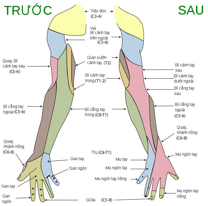 Thần kinh bì cánh tay trong – Wikipedia tiếng Việt