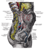 Lower half of right sympathetic cord Gray849.png