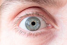 All Blue Eyes Descend from a Single Common Ancestor 10,000 years