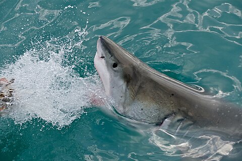 A great white shark about to bite out of a fish lure