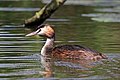 * Nomination Great crested grebe (Podiceps cristatus) --Charlesjsharp 20:30, 16 August 2020 (UTC) * Promotion  Support Good quality. --King of Hearts 20:44, 16 August 2020 (UTC)
