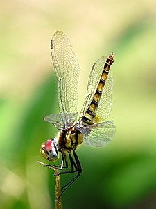 ♀ Urothemis signata (Greater Crimson Glider)