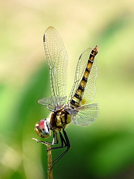 Urothemis signata