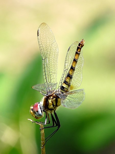 ไฟล์:Greater Crimson Glider Urothemis signata Female by Kadavoor.jpg