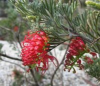 Grevillea preissii subsp. glabrilimba