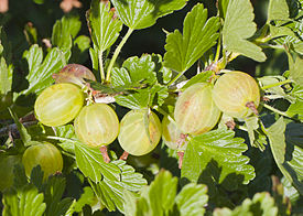 Grosella espinosa (Ribes uva-crispa), Múnich, Alemania, 2012-06-07, DD 01.jpg