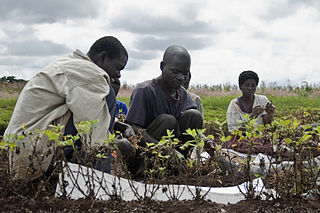 <span class="mw-page-title-main">Agriculture in Malawi</span>