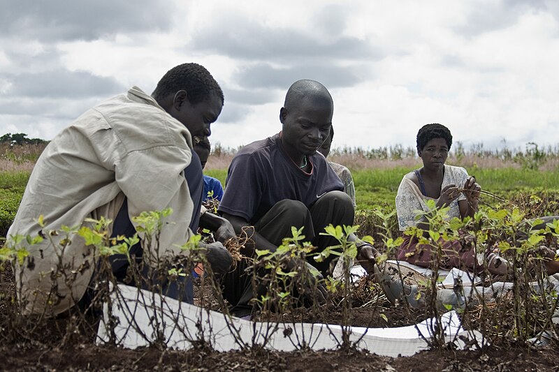 File:Groundnut harvesting in Malawi.jpg