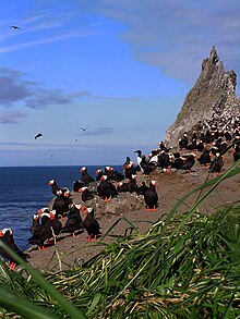 Group of tufted puffins, Bogoslof Island, Alaska Group of Tufted Puffins (and a couple of Murres) on Bogoslof Island by Judy Alderson USFWS.jpg