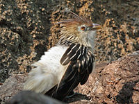 Cuckoo, Guira Guira guira