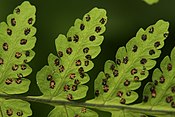 Gymnocarpium dryopteris 6028.JPG