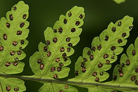 Gymnocarpium dryopteris