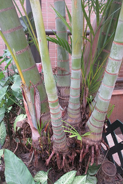 File:HK 上環 Sheung Wan 差館上街 Upper Station Street 水巷 Water Lane Rest Garden plant 棕櫚科 Arecacese November 2017 IX1 10.jpg