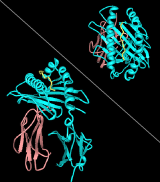 <span class="mw-page-title-main">HLA-A24</span> Human leukocyte antigen serotype