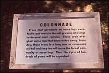 A 1972 U.S. trail sign in the Hoh Rainforest, illustrating one use of the term. HOH RAIN FOREST, WHERE SITKA SPRUCE WESTERN RED CEDAR, AND DOUGLAS FIR GROW TO GREAT SIZE - NARA - 545276.jpg