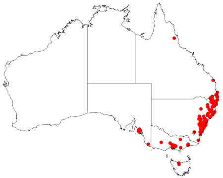 Hakea salicifoliaDistMap124.png