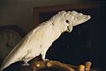 Salamon-szigeteki kakadu (Cacatua ducorpsii)