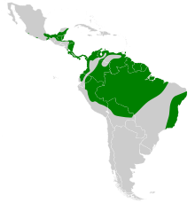 Harpagus bidentatus map.svg